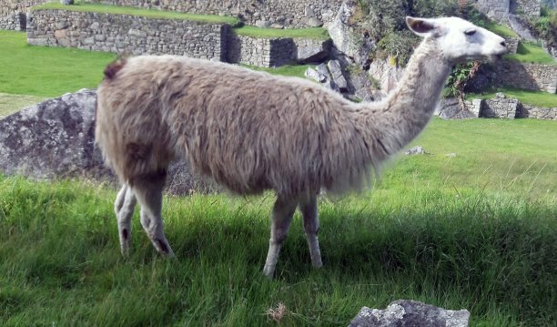 llama