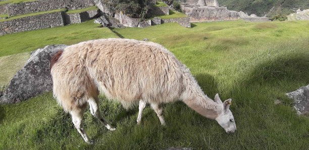 llama