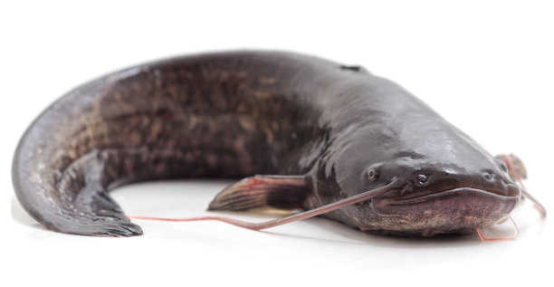 catfish