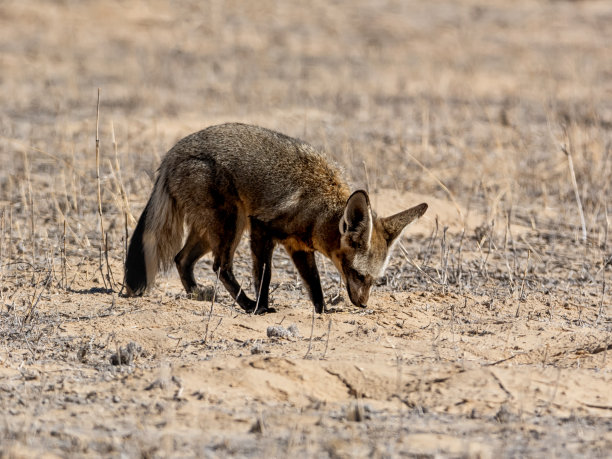 otocyon