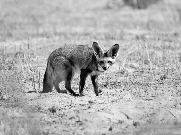 otocyon