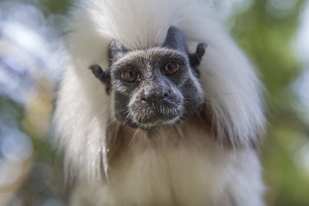 saguinus