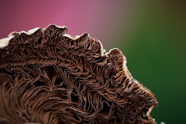 gills