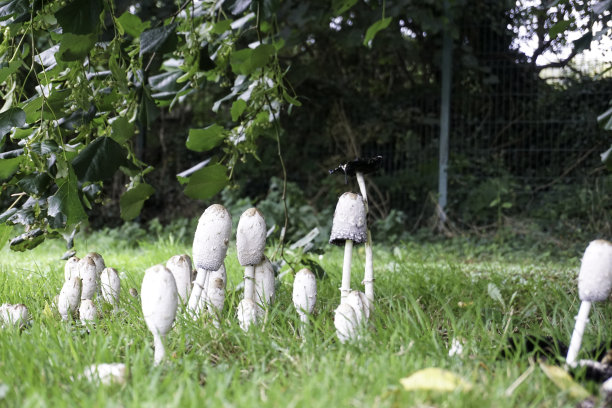 coprinus
