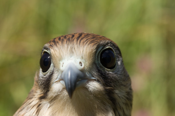 falcon