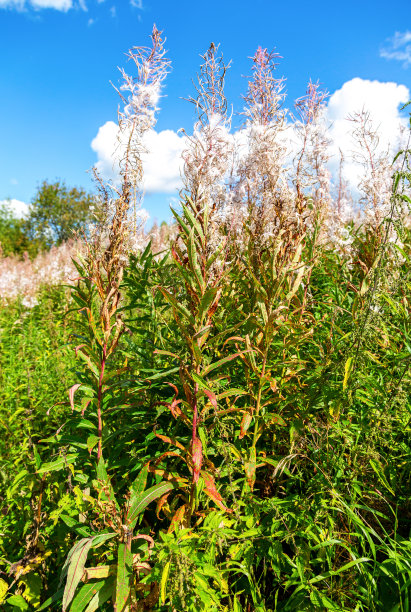 epilobium