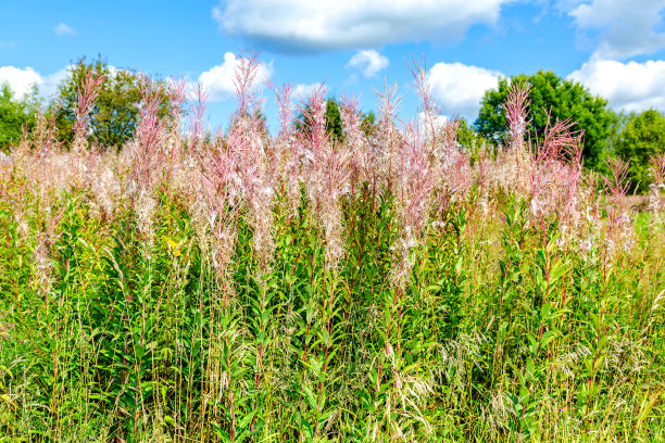 epilobium