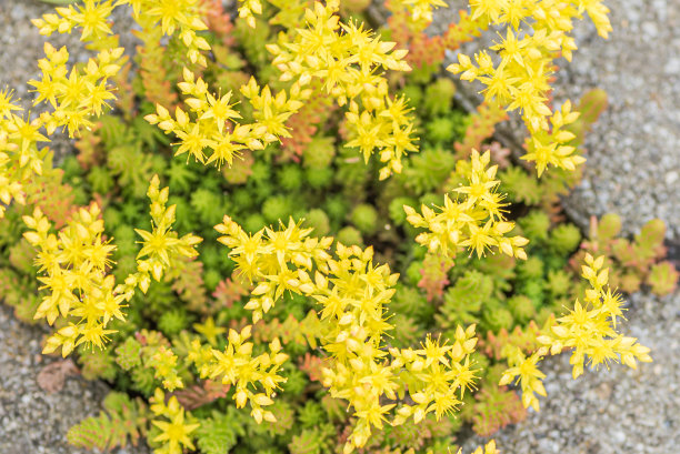sedum