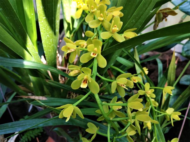 cymbidium