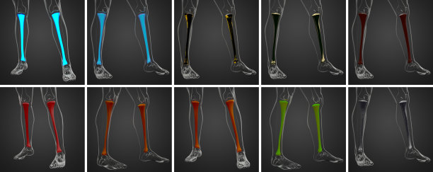 tibia