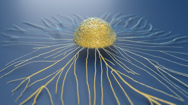 cd4