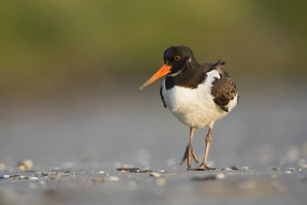 haematopus