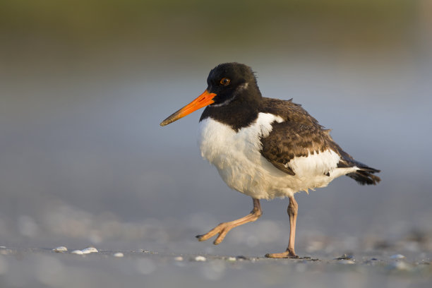 haematopus