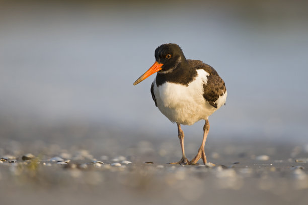haematopus