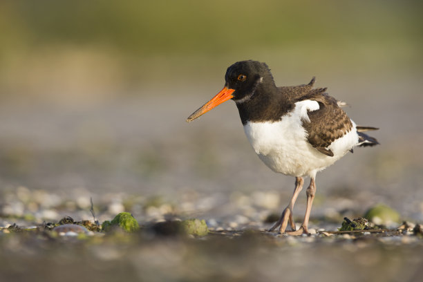 haematopus