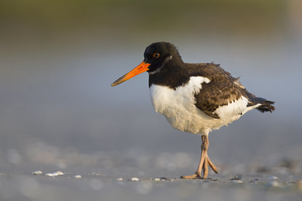 haematopus