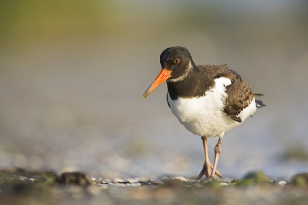 haematopus