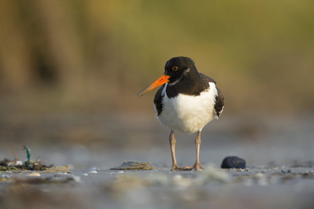 haematopus
