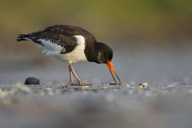 haematopus