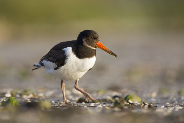 haematopus