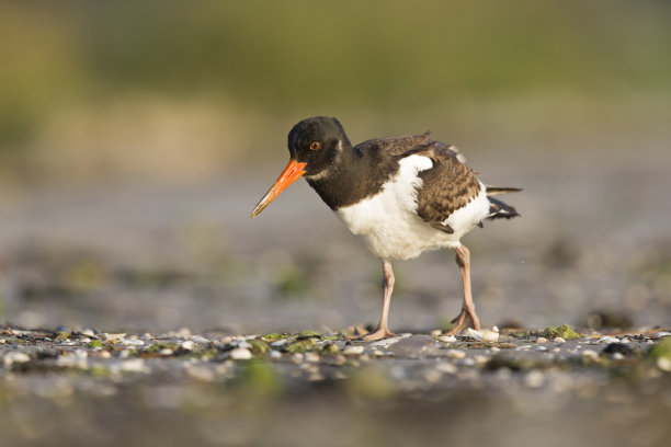 haematopus