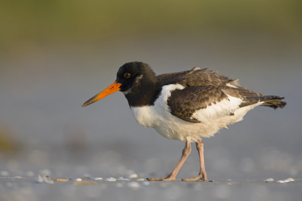 haematopus