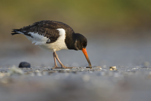 haematopus