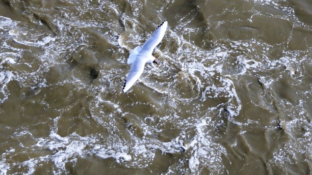 飞鸟蓝色大海壁纸