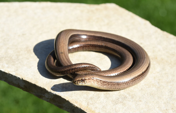 caecilian