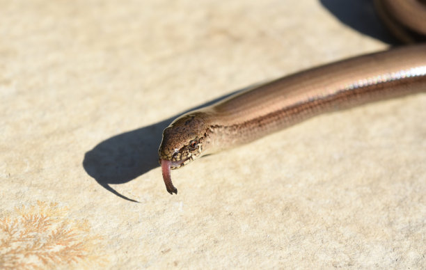 caecilian