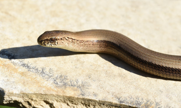 caecilian