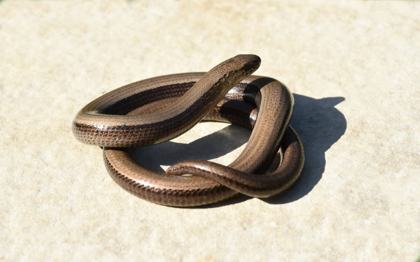 caecilian