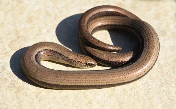 caecilian