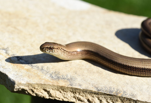 caecilian