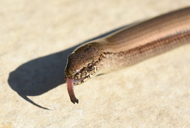 caecilian