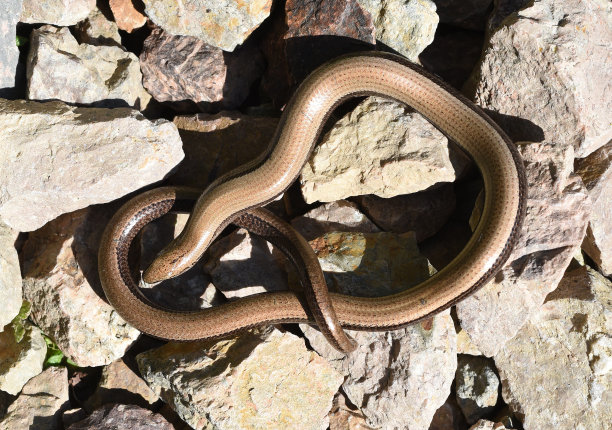 caecilian