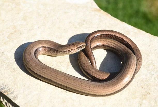 caecilian