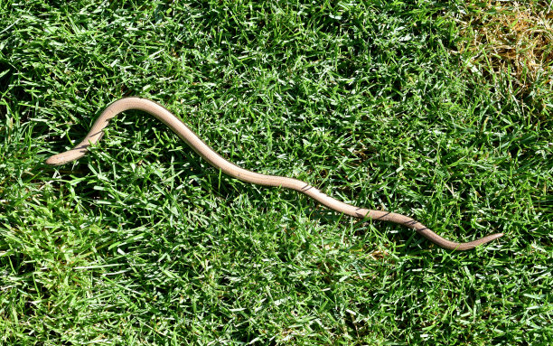 caecilian