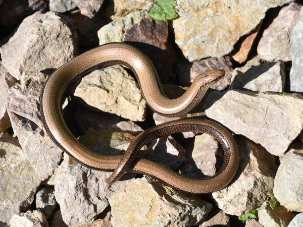caecilian