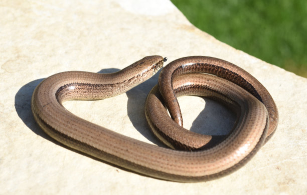 caecilian