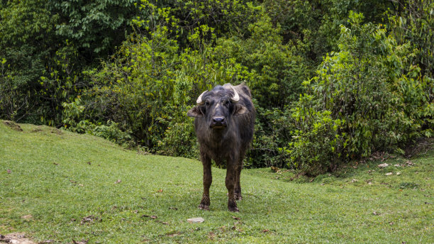 chitwan