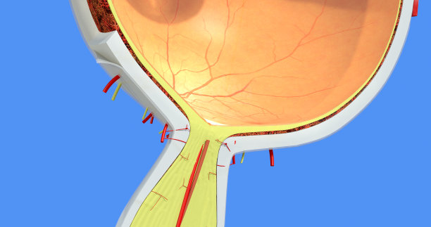retina