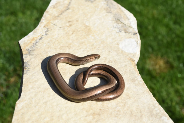 caecilian