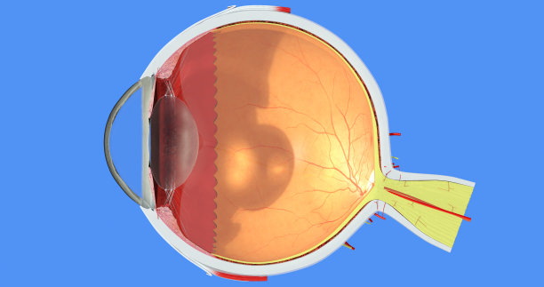 retina