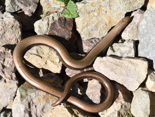 caecilian