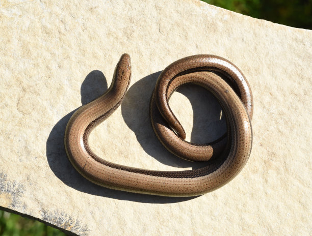 caecilian