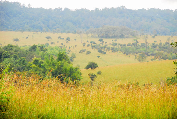 savanna