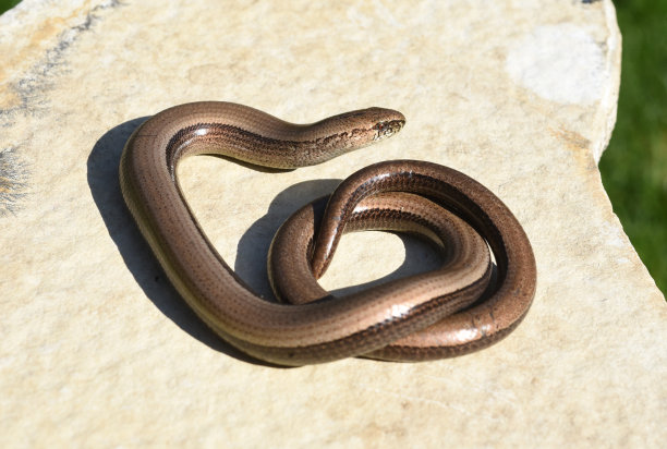 caecilian