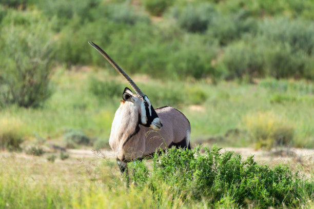 gemsbok