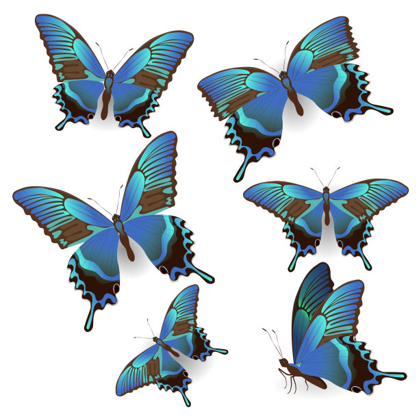 swallowtail
